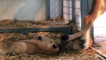Les premières images des 3 petits lionceaux du Parc Zoologique de Paris