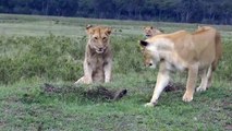 Üç aslan ve bir firavunfaresi :)Aslanların kafası pek bir karışık. Ama fare gayet kararlı..!(http://goo.gl/RcUCwp)
