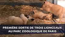 Trois lionceaux font leur première apparition au Parc Zoologique de Paris
