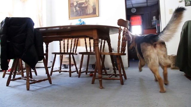 Lexi the Samoyed is chased by Molly the German Shepherd