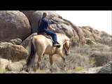 Henry Fjord - 2006 Fjord/Quarter Horse Cross Dun Gelding in Southern Idaho