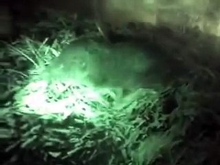 The Shrew That Should Not Be