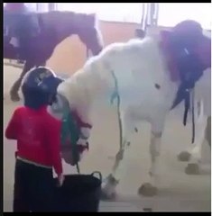Le cheval et l'enfant chevalier ont trouvé la méthode idéale de monter.