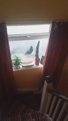 Bird desperately tries to enter house