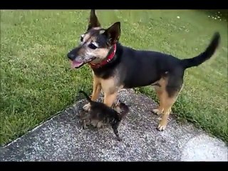 Caring rescue dog watches over foster kittens