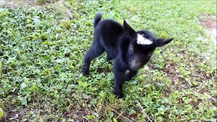 Adventurous Goat Loves to Cause Chaos