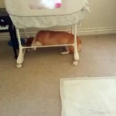 Corgii falls asleep in hilariouss position
