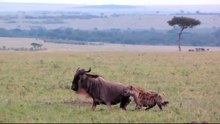 Hyena Eats wildebeest Alive