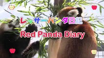 Red Panda is playing cheerfully~元気いっぱいレッサーパンダ ホクト