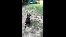 Собака - виртуоз Прикол юмор ржач смешное видео
