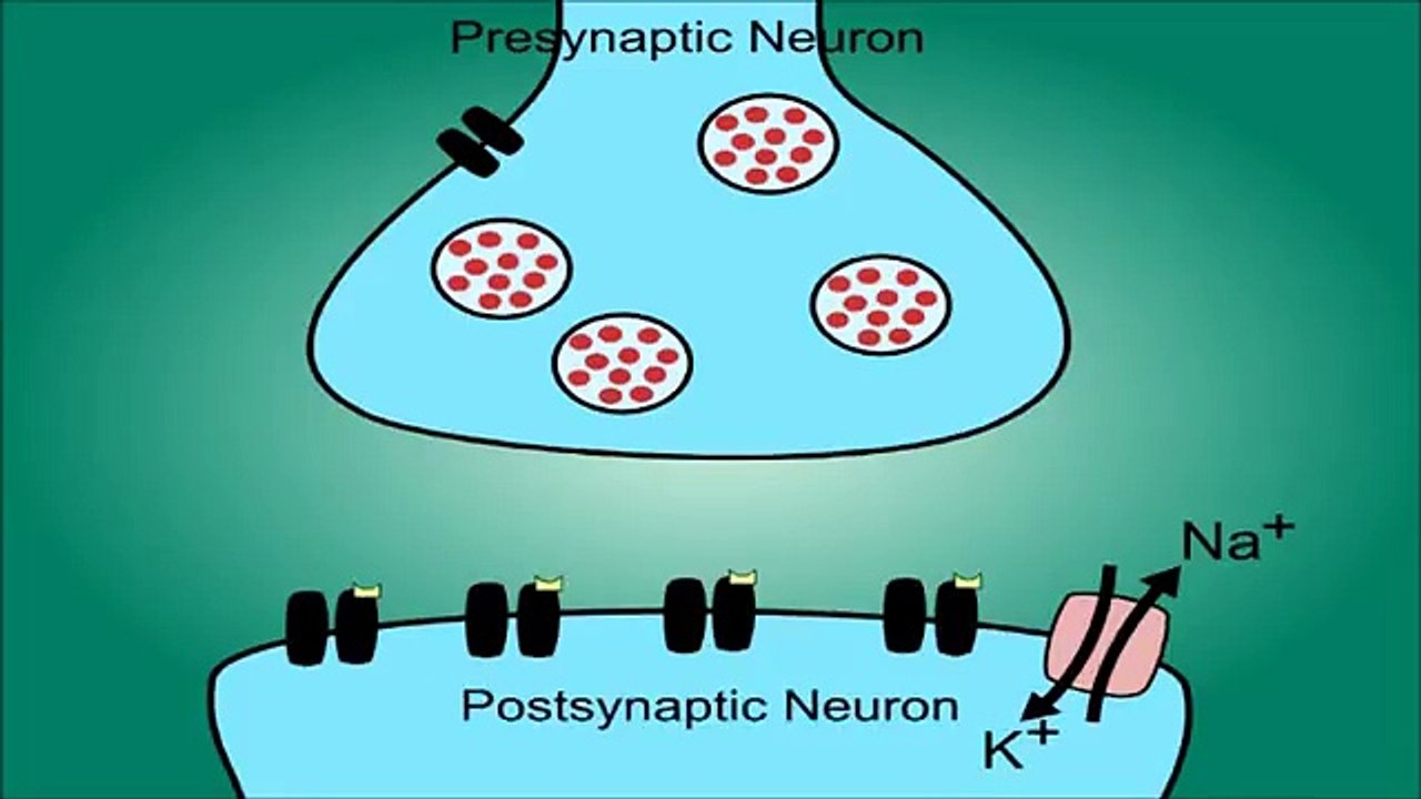 Neuron Synapse - Neurology: The Function of the Synapse Explained