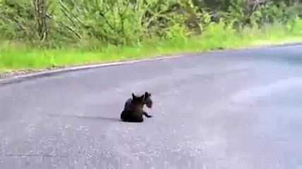 Two tiny bears playing!