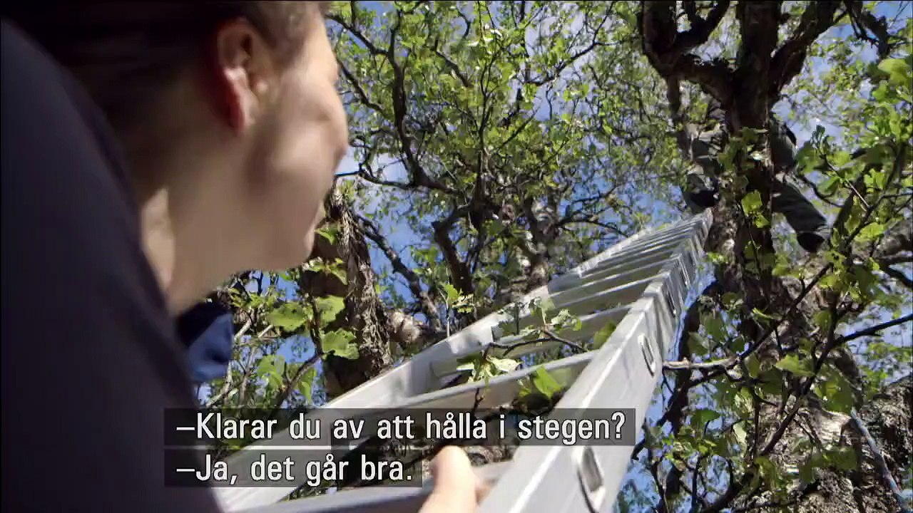 Havsörnens osynlige fiende
