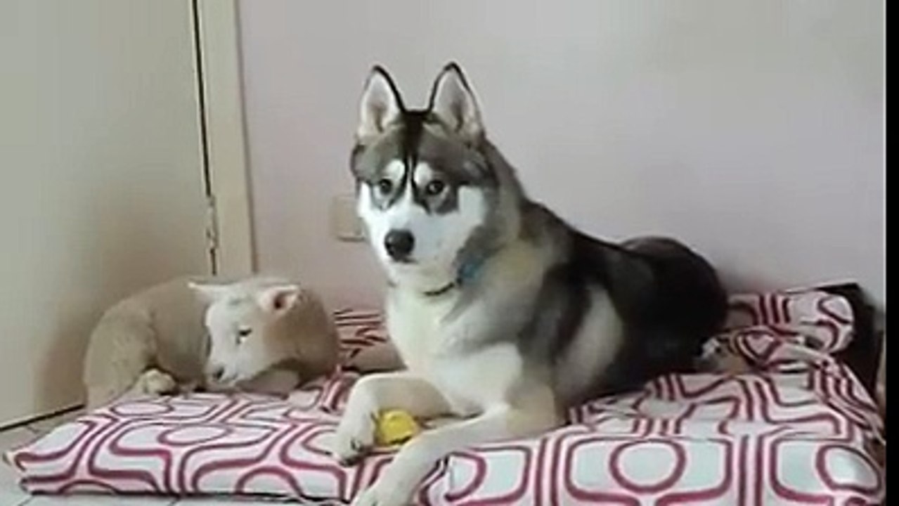 Lamb hanging out with dog!