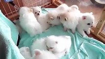 Bunch of fluffy puppies! So cute!