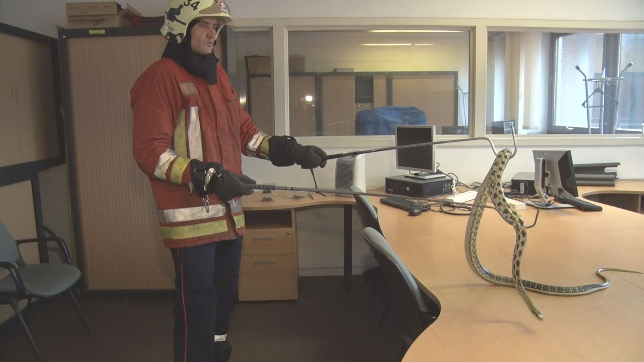 Les pompiers de Bruxelles développent leur capacité de secours animalier