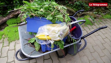 Скачать видео: Plouagat (22). Le terrarium recueille un iguane retrouvé dans un jardin