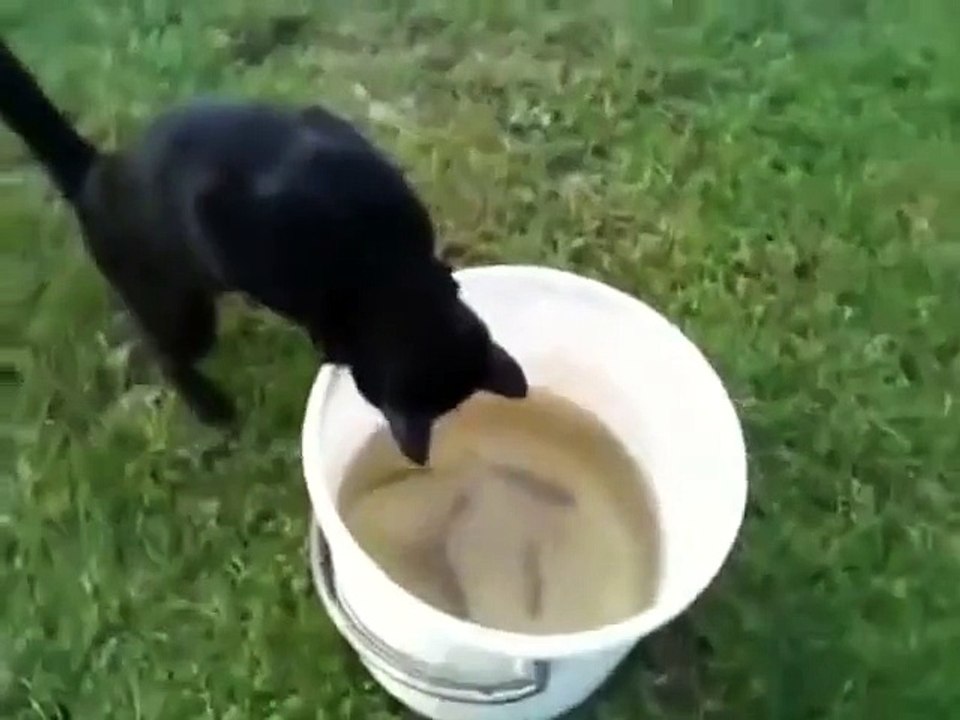 Cat fishes for his meal