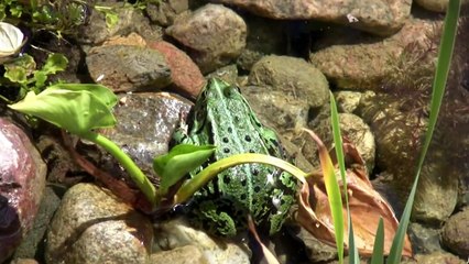 Frosch am Teich