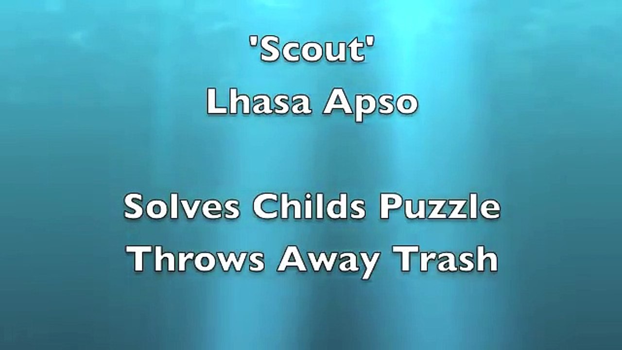 Dog Tricks performed by Scout, the amazing Lhasa Apso!