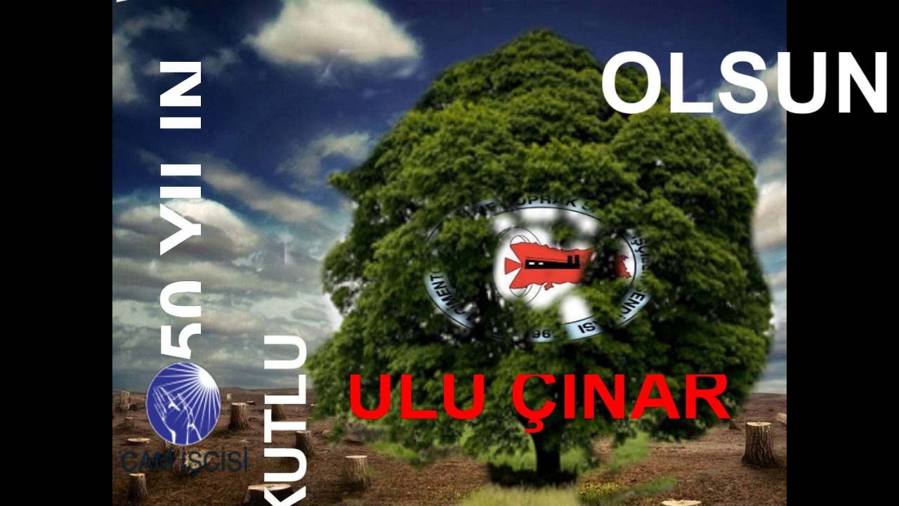 50.yılın Kutlu Olsun Ulu Çınar