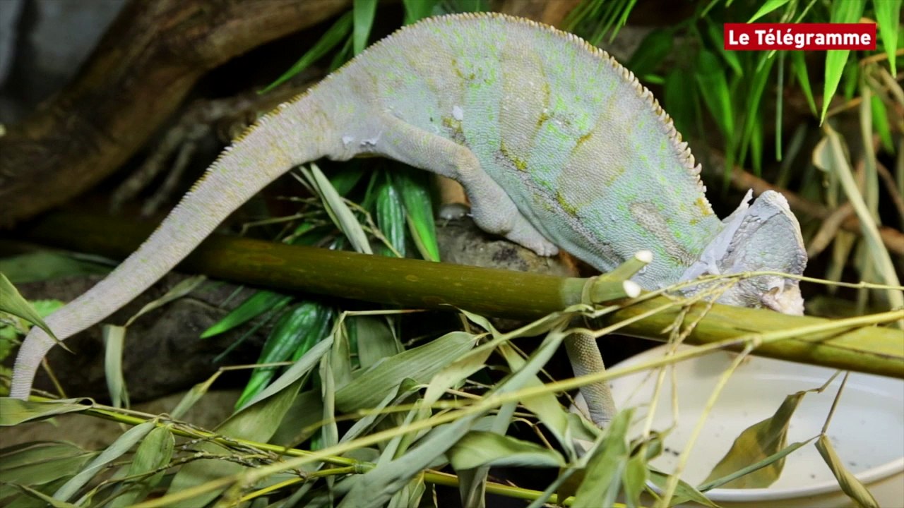 Animaux exotiques. Que faire quand on croise un gros serpent ?