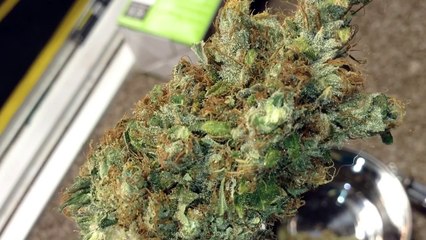 Medical Marijuana 2x4 Scrog Grow tent - Harvest & Strain Review