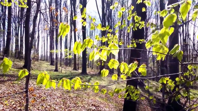 Relaxing Classical Music: Frédéric Chopin - Nocturne in C minor, Op. posth.