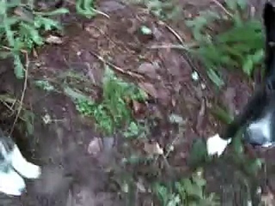 Two Dogs Fighting in Seattle