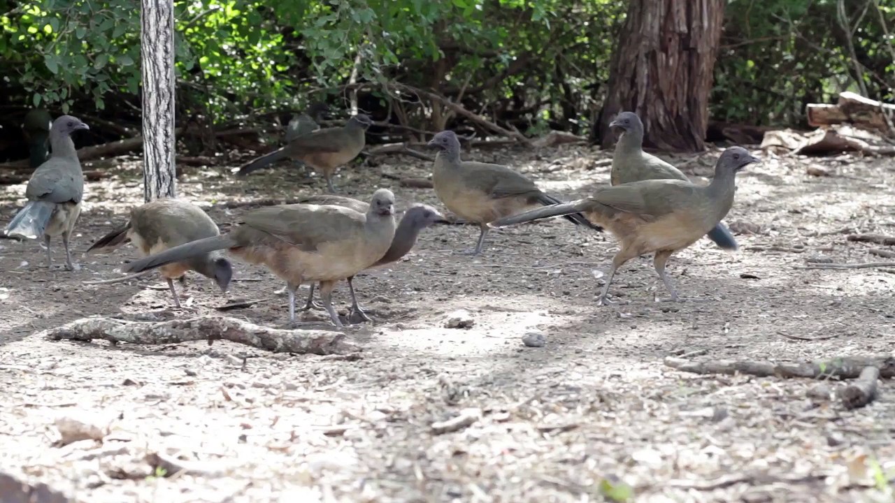 Birds
