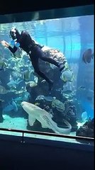 A este pequeño tiburón le gusta que lo acaricien