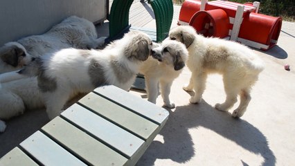 Chiots Patous disponibles de Gimber-lay x Floyd et de Charlenne Pearl x Frégolo-Mala de la Plaine d'Astrée