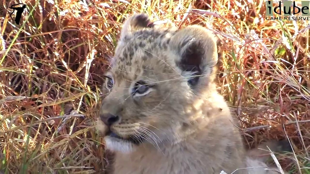 Cute Lion Cubs Explore and Suckle