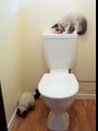 Funny Ragdoll kitten toilet humour & jail break attempt!