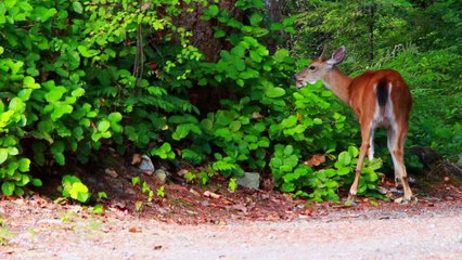Deer Eating Leaves
