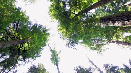 Look to the Sky in a Forest
