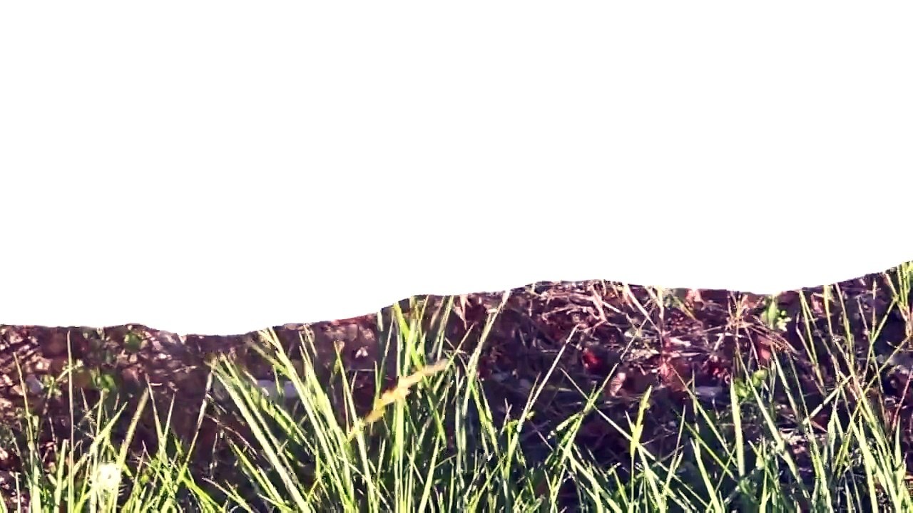 Video of Nature