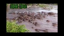 Hipopótamos salvam gnu de ataque de crocodilo no parque Masai Maran, no Quênia