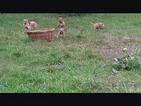 Red Nose Pit Bull Puppies for sale at 7 weeks -10% Woods Snooty - ACDC music-HumboldtPitBulls.Com