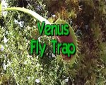 Venus Fly trap meets a Beetle; it's not a happy ending!