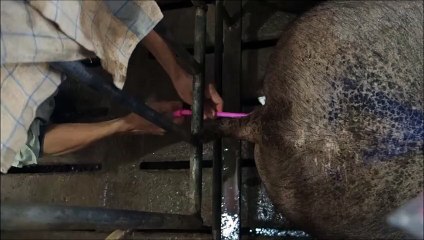 Breed them while you sleep reduced for computer