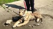Stuffed tiger toy fools animal control