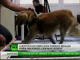 Perros reales entrenan a perros robots