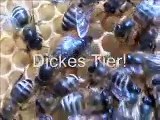 Ana arının işaretlenmesi - ana arının kafese konulması - Ana arının kovana verilmesi