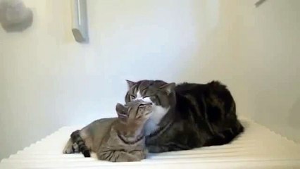 100% pure affection.