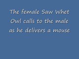 Saw Whet Owl - A Look Inside The Nest.wmv