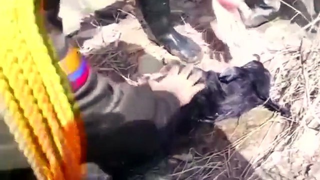 Des policiers Colombiens sauvent un chien de la noyade