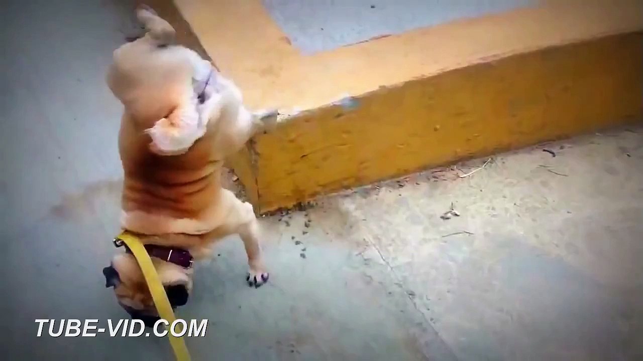 Funny Dogs Peeing Compilation