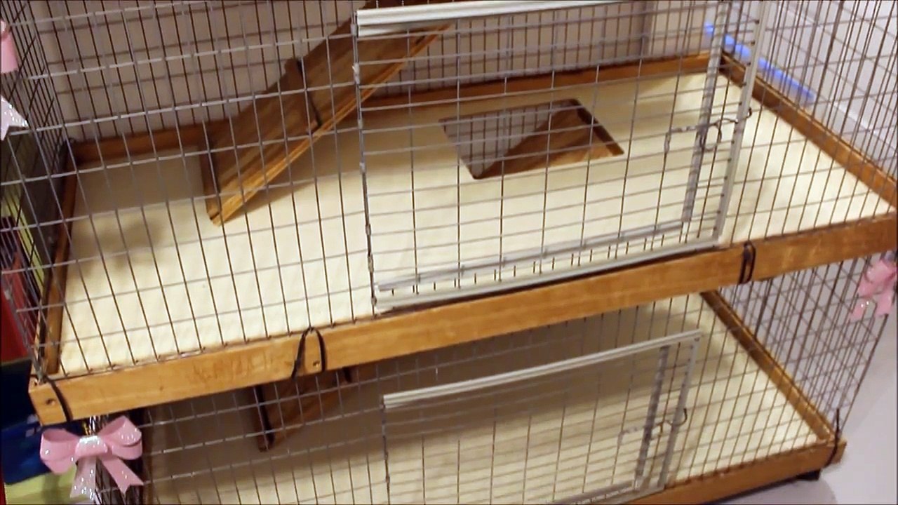 ♥Bunny Basics♥ What You need for a rabbit