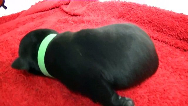 12ème vidéo Chiot n°7 Mâle de la 20ème portée staffie de Staffordland